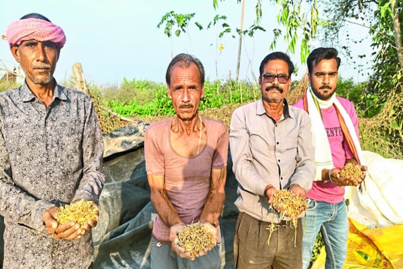 बारिश में भीगा धान अंकुरित होने लगा, अब मुआवजे से आस