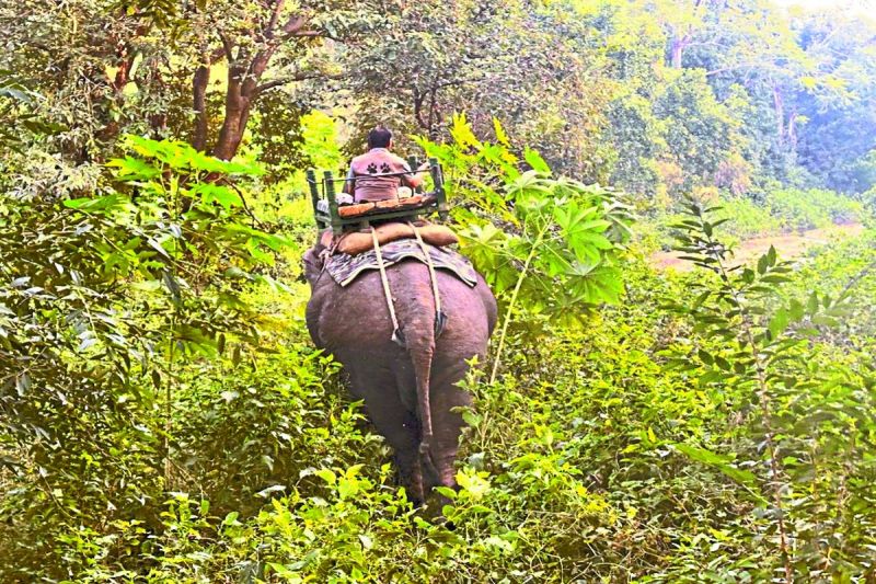 छका रही बाघिन, अब हाथी पर सवार होकर कर रहे तलाश