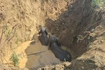 CG News: कुएं में गिरे 4 हाथियों को रैंप बनाकर बहार निकाला, वन विभाग ने तैयार किया रैंप