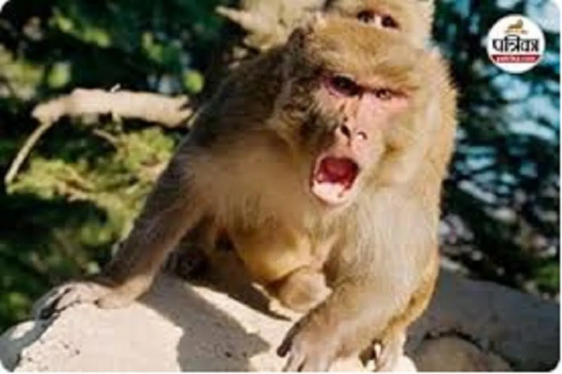 CG News: छत्तीसगढ़ में बंदर का आतंक, 10 वर्षीय बालक को काट लिया, ग्रामीणों में भय