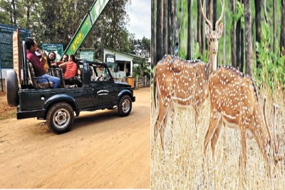 CG News: पर्यटकों के लिए फिर से खुला बारनवापारा, जानें इस बार क्या हैं मुख्य आकर्षण