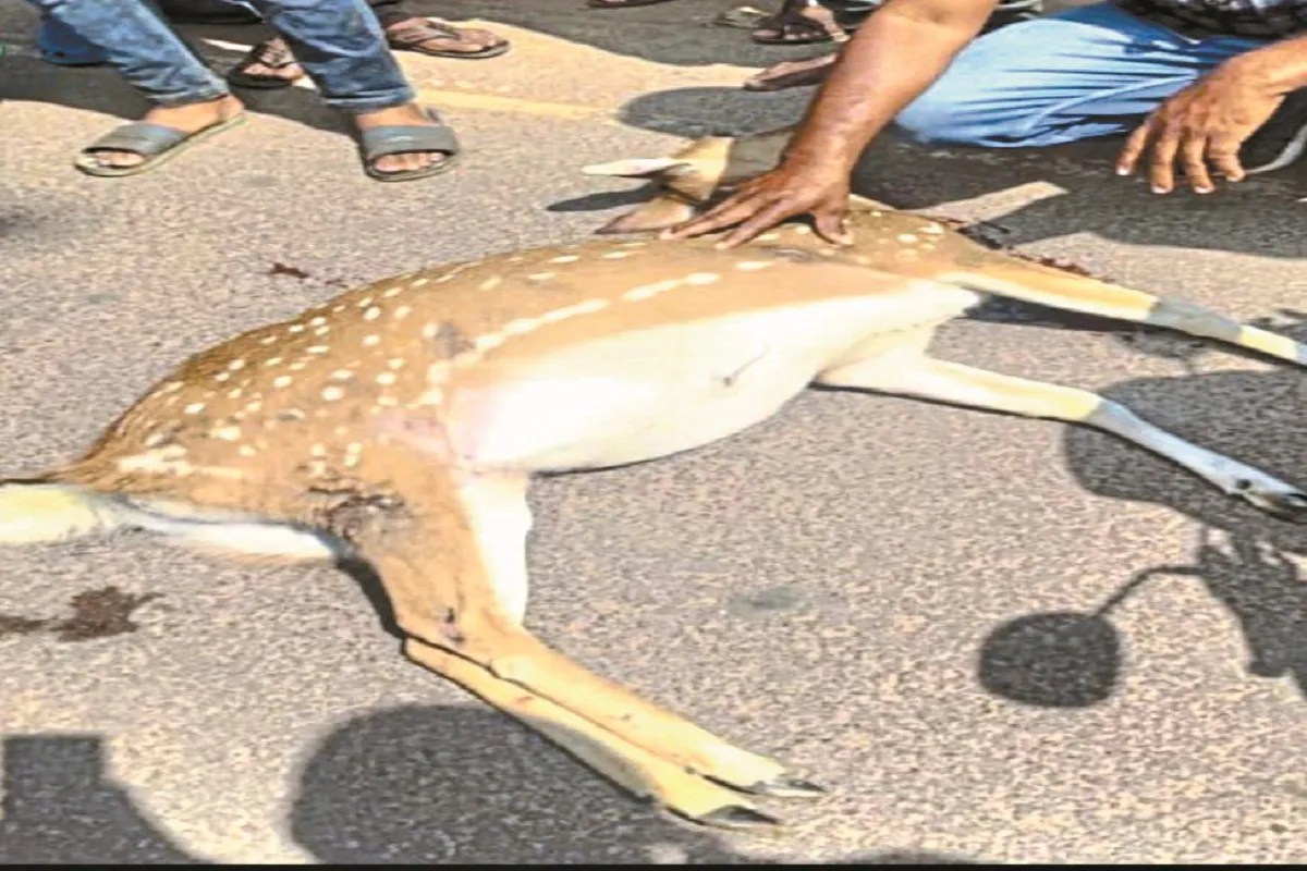 CG News: यात्री बस की चपेट में आया चीतल, मौके पर हो गई मौत