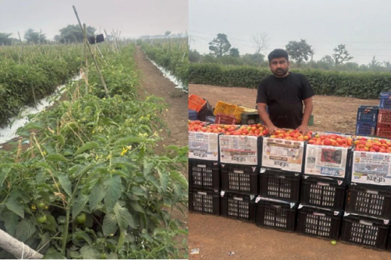 Cyclone Montha: चक्रवात मोंथा का असर, सर्दी में सस्ते बिकने वाले टमाटर के बढ़े भाव