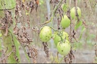 CG News: फंगस और मौसम की मार, 5000 एकड़ में लगी टमाटर की फसल चौपट, किसानों को भारी नुकसान