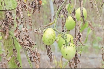 CG News: फंगस और मौसम की मार, 5000 एकड़ में लगी टमाटर की फसल चौपट, किसानों को भारी नुकसान