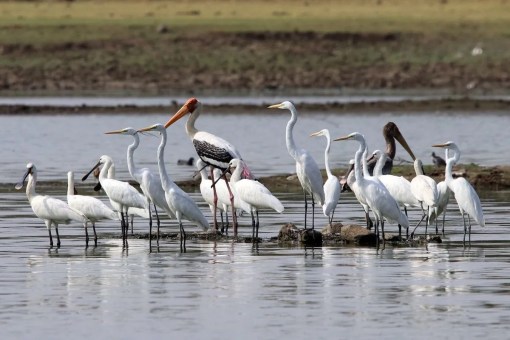 chavandiya talab paxhi vihar at bhilwara