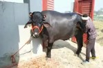 CG News, Bilaspur news, Cow Missing