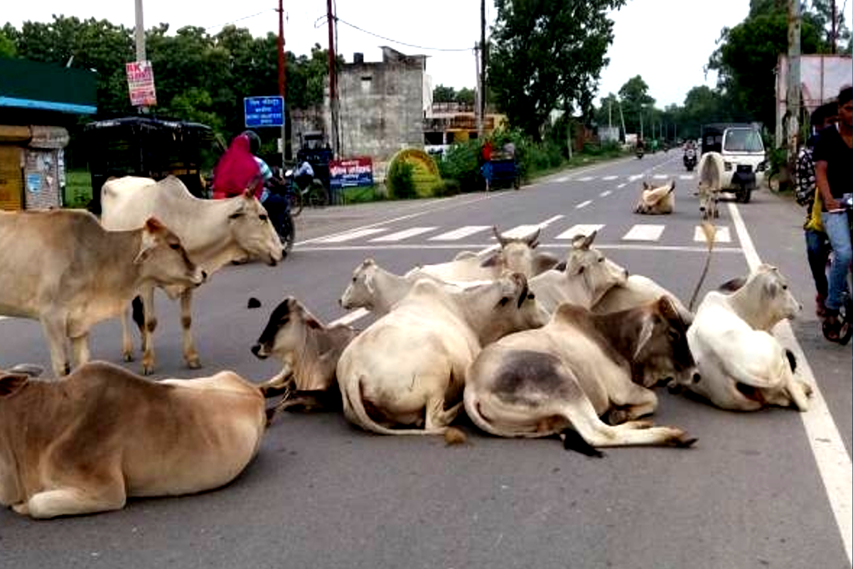 Cow Shelters In MP