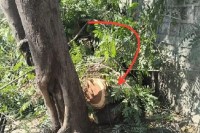 illegal tree cutting bhojpur club bhopal mp high court order violated