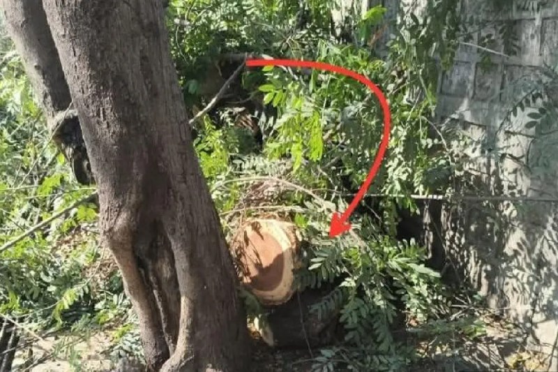 illegal tree cutting bhojpur club bhopal mp high court order violated