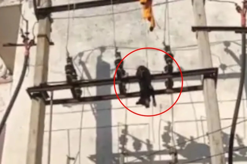 dog died from electrocution