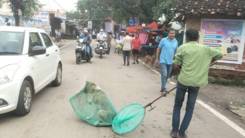 3.94 लाख कुत्तों की जिम्मेदारी निकायों पर, खिलानी होगी रोटी, बनाने होंगे शेल्टर होम