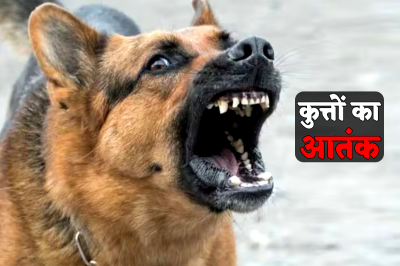 Stray Dogs Wreak Havoc