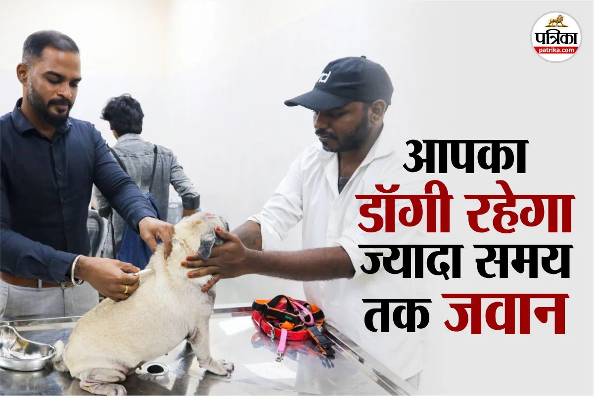 Anti Aging Dogs pill