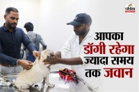 Anti Aging Dogs pill