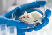 Experiment on animal in lab