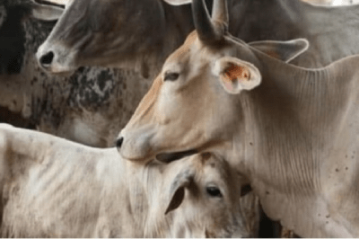 cattle dispute youth kailash valmiki beaten to death mp news