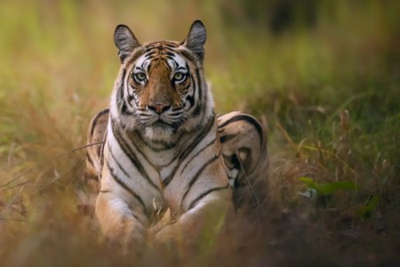 paperless tiger census 2026 sanjay tiger reserve camera mp news