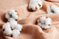cotton price crash international market burhanpur yarn market mp news