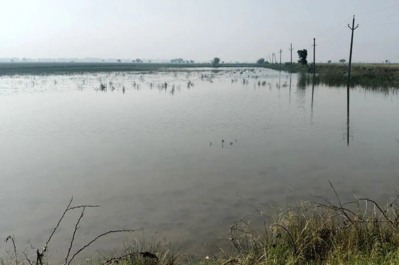 डीजल इंजन लगाकर खेतों से निकाल रहे पानी