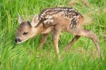baby deer found kali ghodi aashram mahant pankaj muni mp news