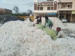 हनुमानगढ़ मंडी में लगी कपास की ढेरी।
