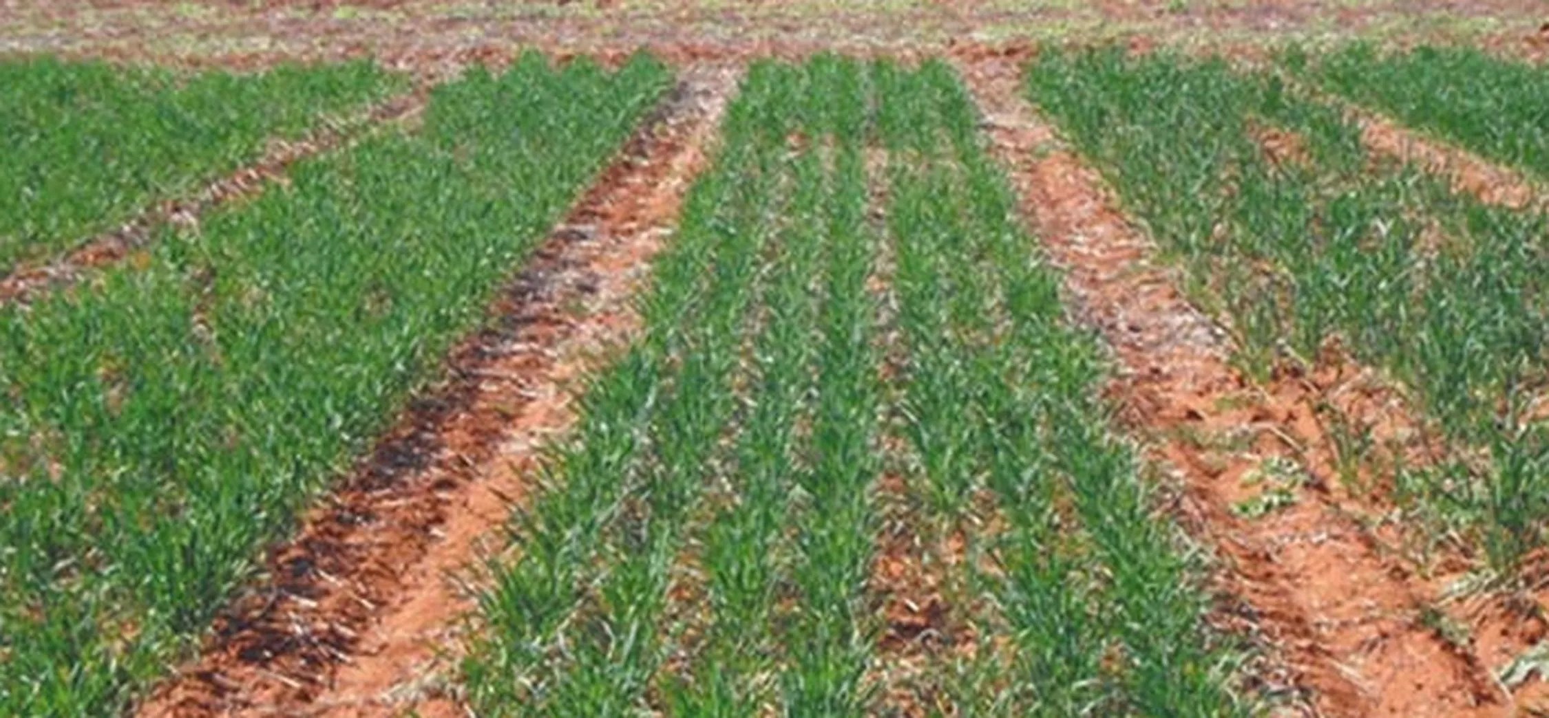 हनुमानगढ़: एक खेत में हुई गेहूं की बिजाई।