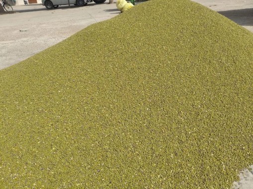 हनुमानगढ़ मंडी में रखी मूंग की ढेरी।