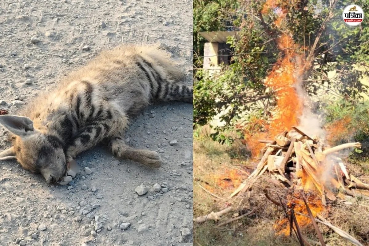 hyena death