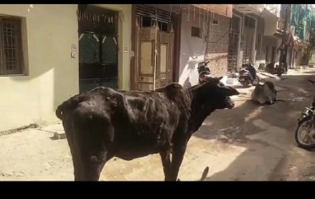 गोवंश पर संकट: तेजी से बढ़ रहा लंपी, प्रशासन की प्लानिंग सिर्फ कागजों में