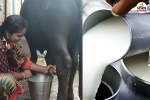 Which district is number one in milk production in Rajasthan, Read the special report