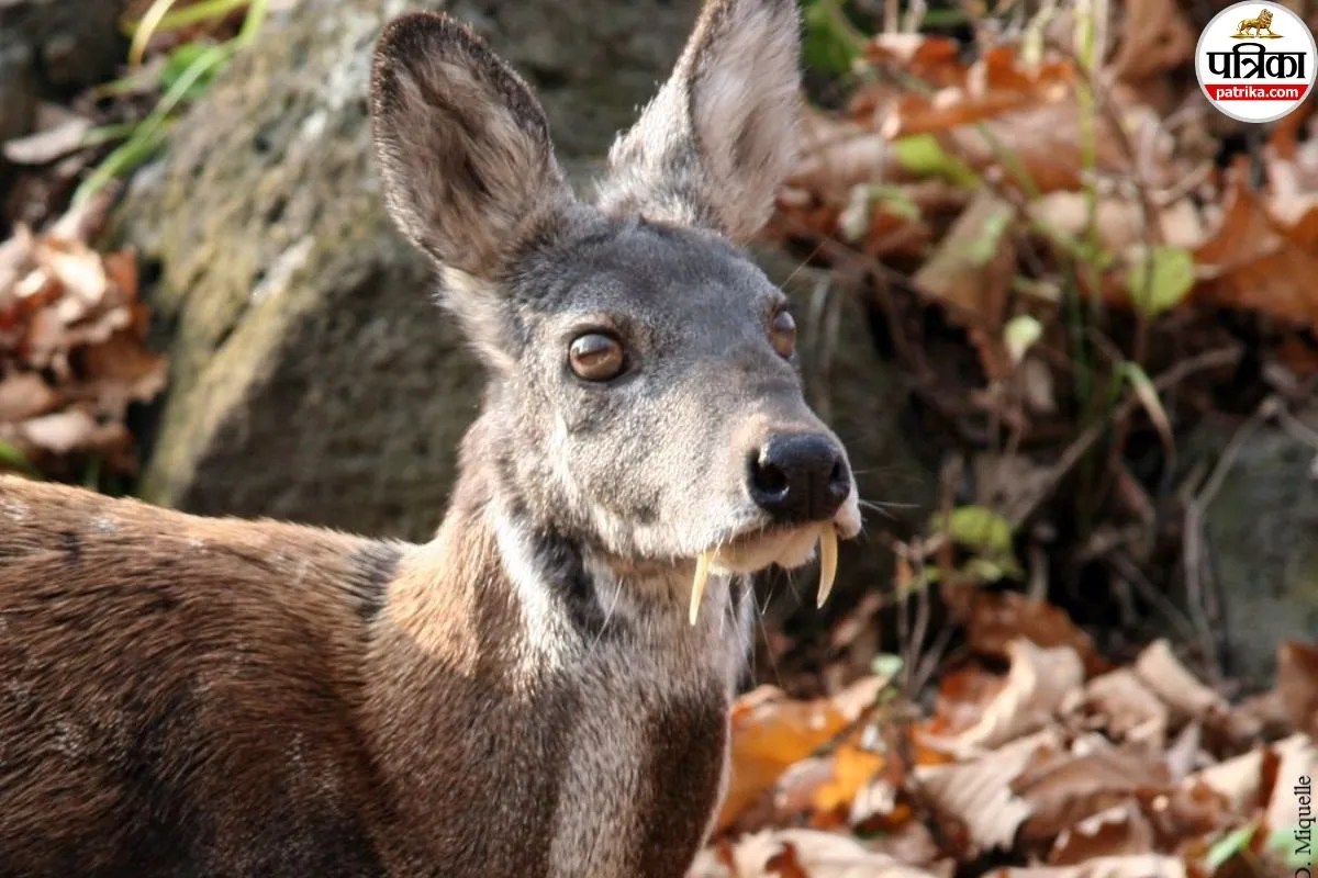 Musk Deer