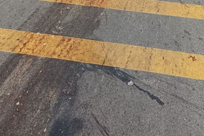 Udaipur: Speeding Trailer Runs Over 30 Sheep