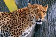 panther attack