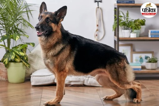 pet German Shepherd