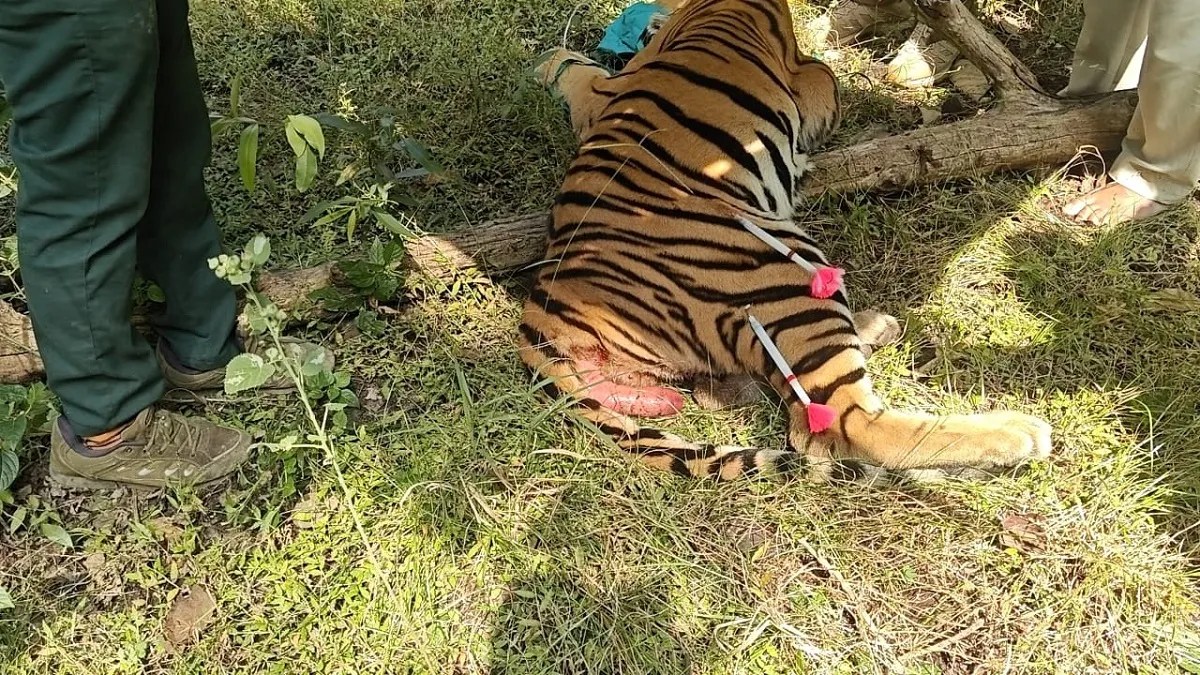 पेंच के जंगल में घायल बाघ का किया गया सकुशल रेस्क्यू