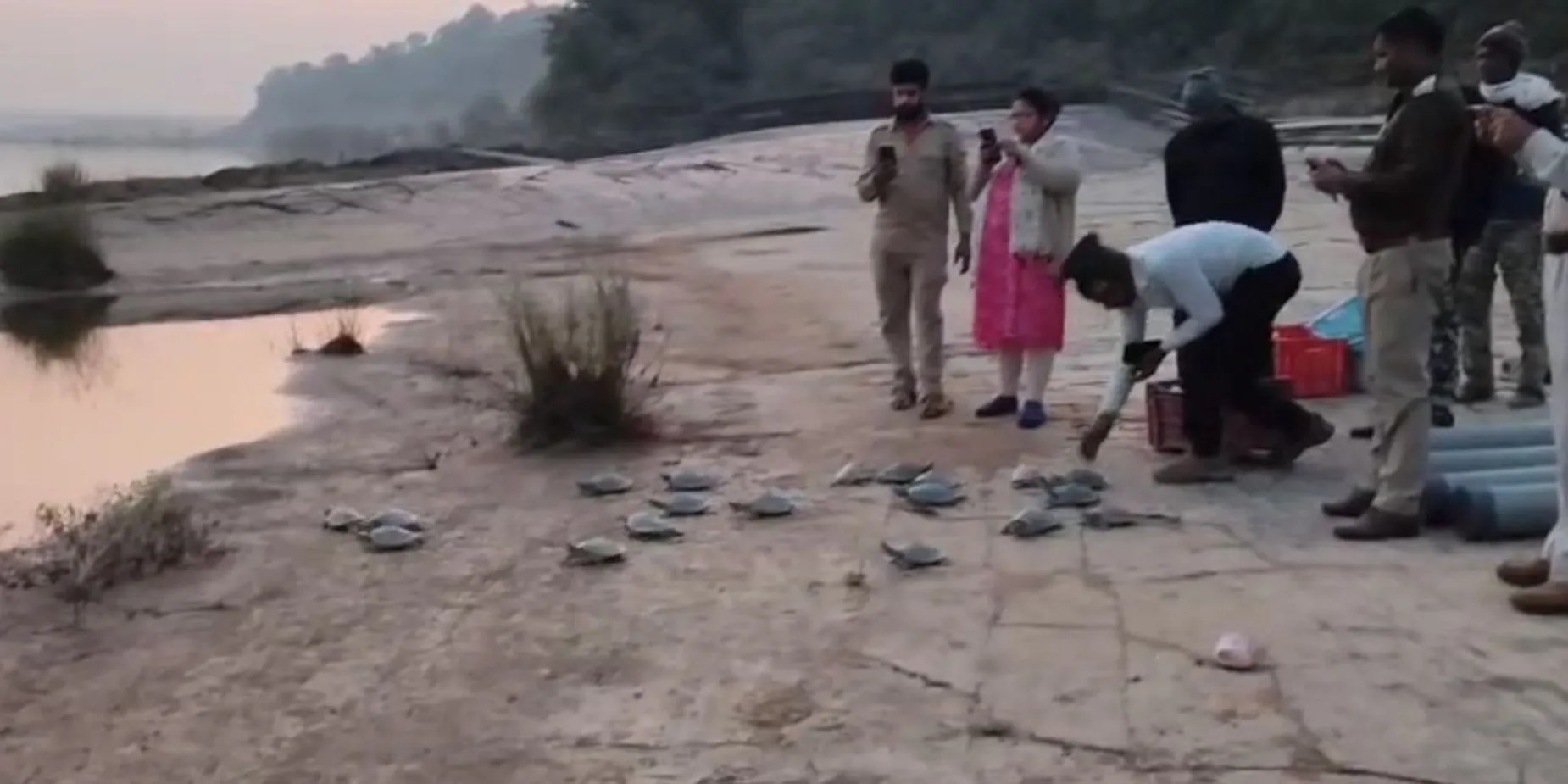 चंबल अभयारण्य से लाए गए जूबेनाइल नर घडिय़ालय टेढ़ीदह और जोगदह घाटों में छोड़े गए, अभयारण्य में बढ़ेगा प्रजनन संतुलन