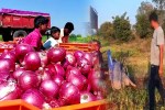 Onion Prices Plummet