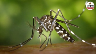 rampur japanese encephalitis first case girl infected pigs alert health department