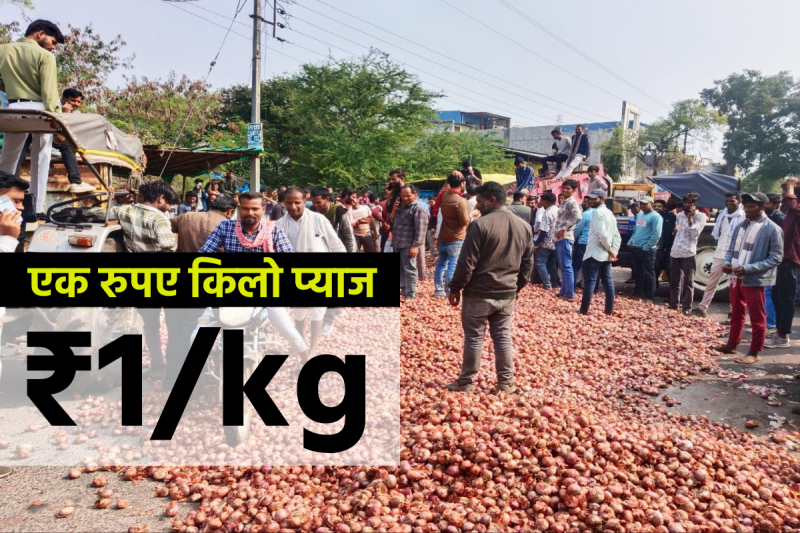 mp onion price crash