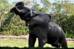 African elephant Shankar