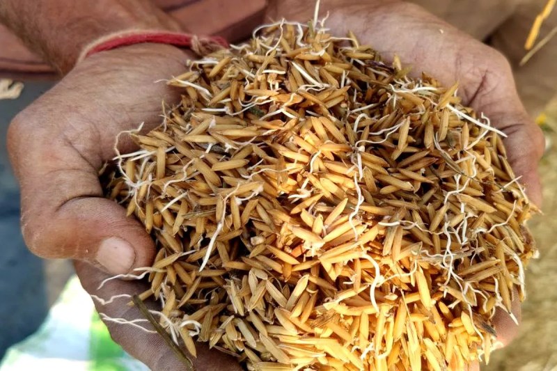 बारिश में भीगा धान अंकुरित होने लगा, अब मुआवजे से आस