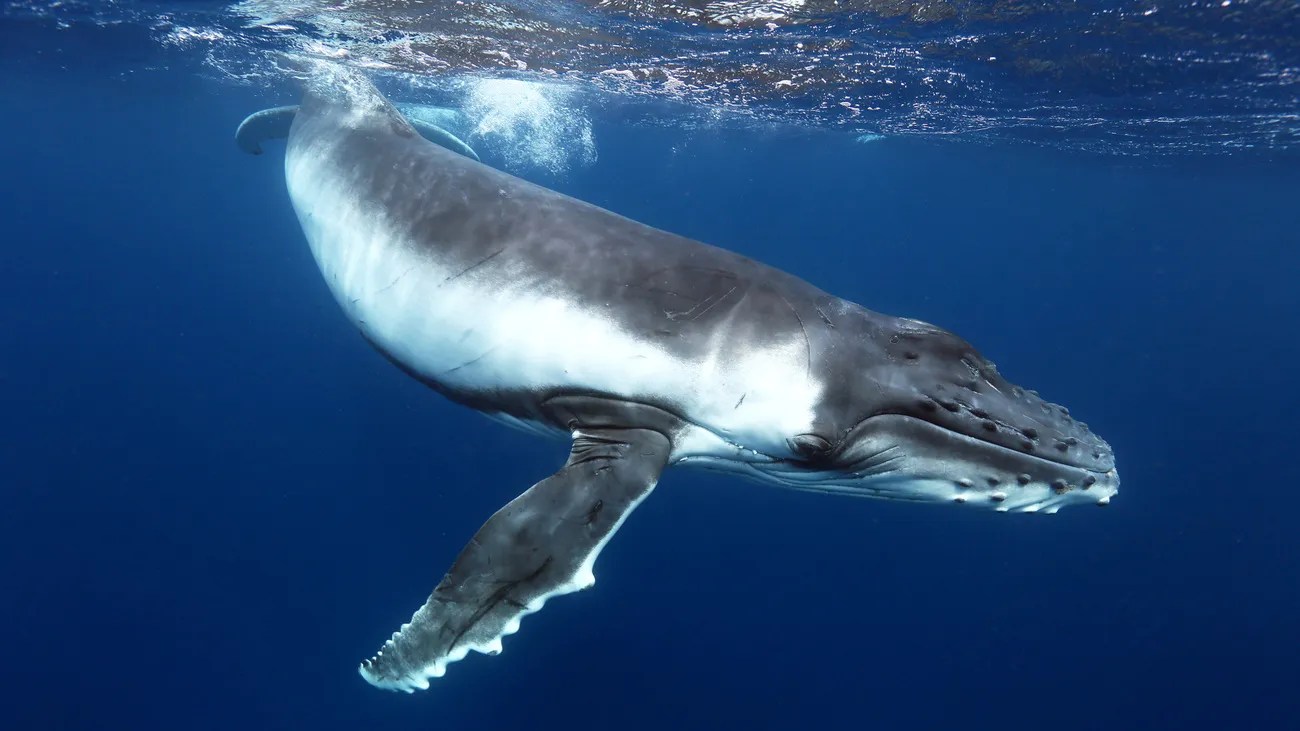 Whale