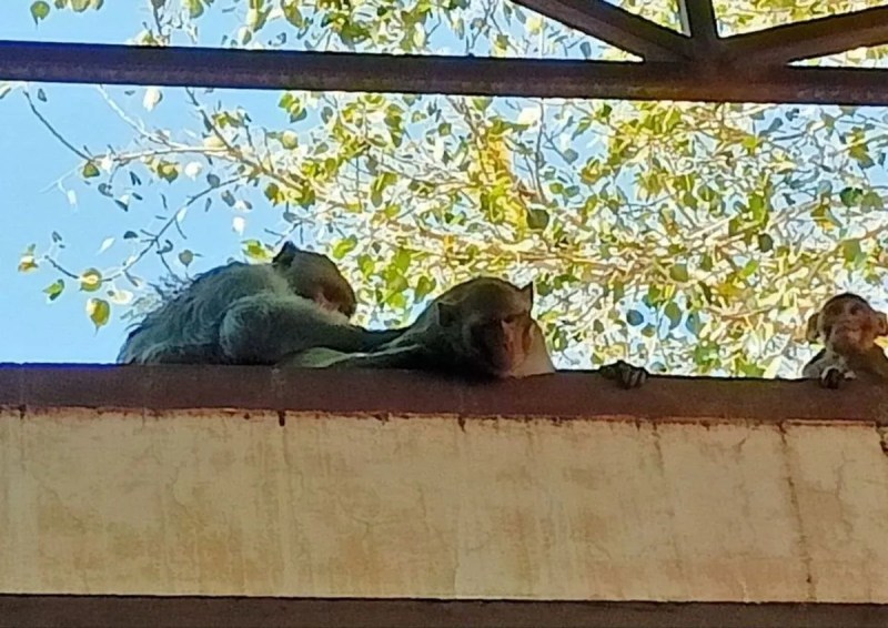 शहर में करीब छह माह पहले बंदरों को पकडऩे आई मथुरा की टीम तीन बार आने के बाद भी नाकाम रही और थकहार कर वापस लौट गई। इस दौरान उन्होंने शहर में कई जगह बंदरों को पकड़ने के लिए पिंजरे भी लगाए, लेकिन एक भी बंदर पकड़ा नहीं जा सका था।