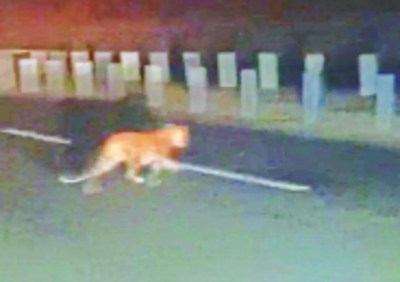 हाइवे पर दिखा तेंदुआ, वन अमला खोज रहा लोकेशन, सोशल मीडिया पर वायरल हो रहा वीडियो