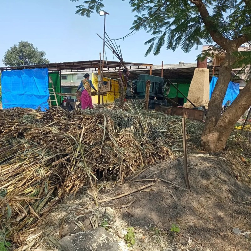 जिले में कई किसान औने-पौने दामों पर भट्टियों को गन्ना बेच रहे हैं।