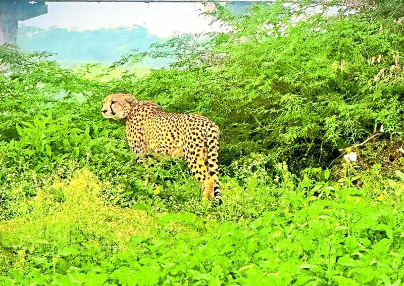 शुक्रवार को सुबह 11 बजे इसे किशनगंज-मांगरोल रोड पर पार्वती नदी की पुलिया के पास झाडियों में देखा गया।