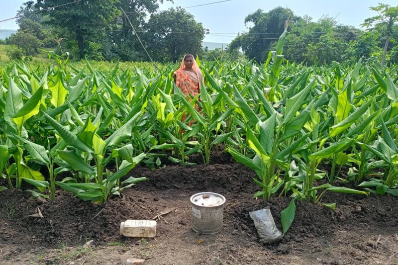 Farmers cultivated turmeric, ginger and ashwagandha
