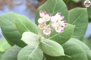 Aak plant