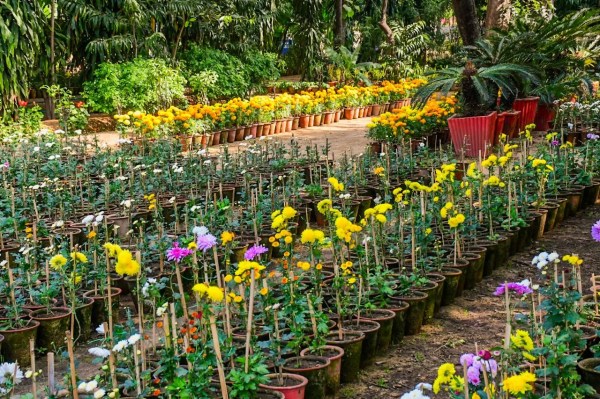 Flowers exibition in jaipur 